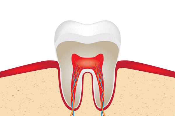 Crop of tooth