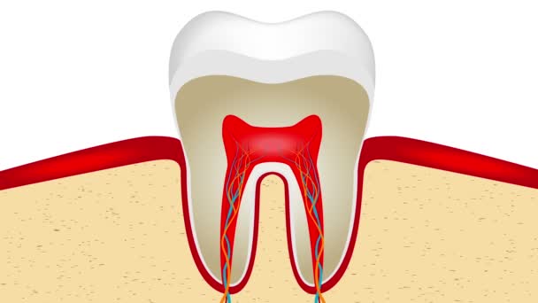 FullHD (1080p) video animation of crop of tooth — Stock Video