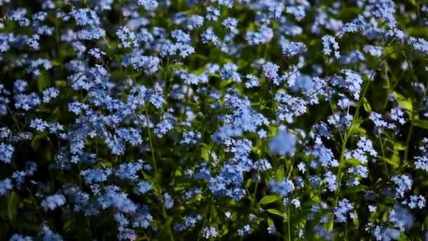 FullHD video de campo con olvidar-me-no flores — Vídeo de stock