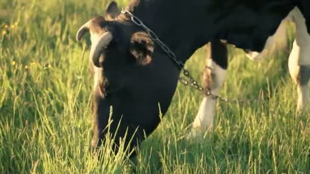 FullHD vídeo de vaca. Está comendo grama no campo — Vídeo de Stock