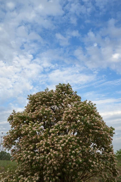 bir bahar bozkır içinde..