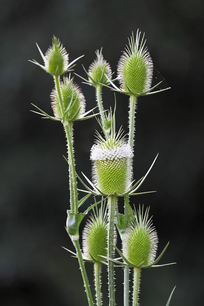 刺痒开花. — 图库照片