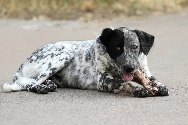 kemik bulmuş köpek.