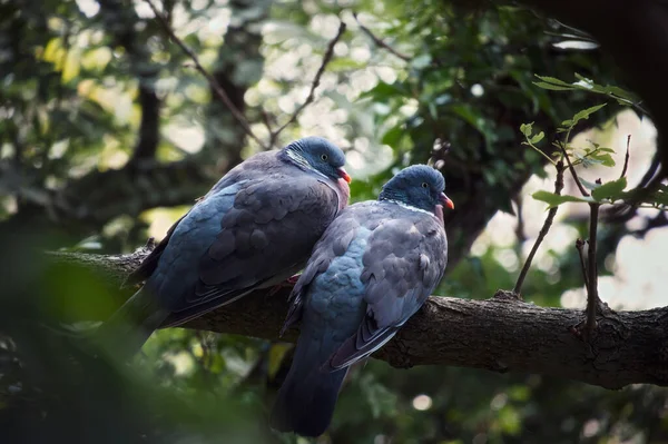 Alguns pombos estão sentados em um galho de árvore na floresta — Fotografia de Stock