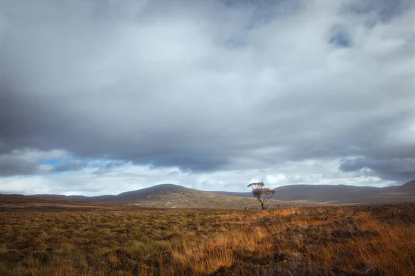 Höst skotskt landskap med ett ensamt träd i dalen på bakgrunden av bergen — Stockfoto
