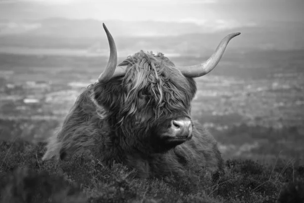 Furry highland cow on the background of the city of Edinburgh Стокове Фото