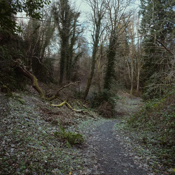 Un sendero sinuoso y un árbol caído en un parque público en invierno — Foto de Stock