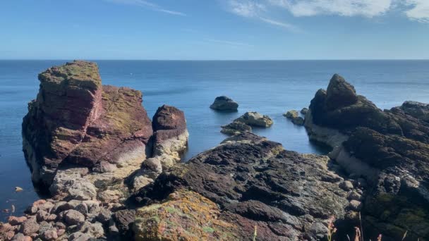 Scottish Seashore Cliffs Abbs Head National Nature Reserve Berwickshire Coastline — 图库视频影像