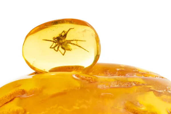 Baltic Amber Spider — Stock Photo, Image