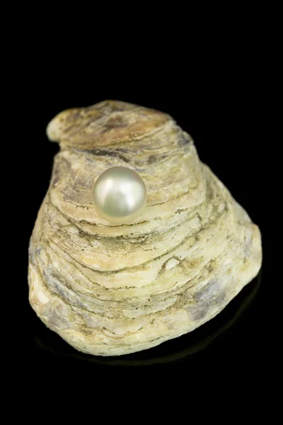 Magnifica perla bianca — Foto Stock