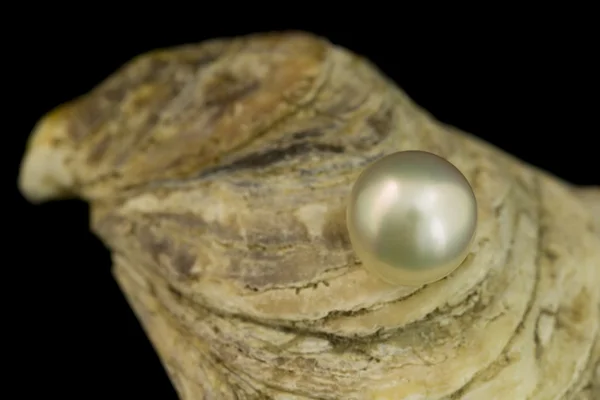 Prachtvolle weiße Perle — Stockfoto