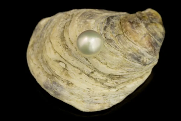 Wspaniały Biała perła — Zdjęcie stockowe