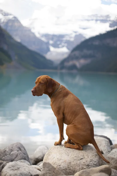 Pies przez górskie jezioro — Zdjęcie stockowe