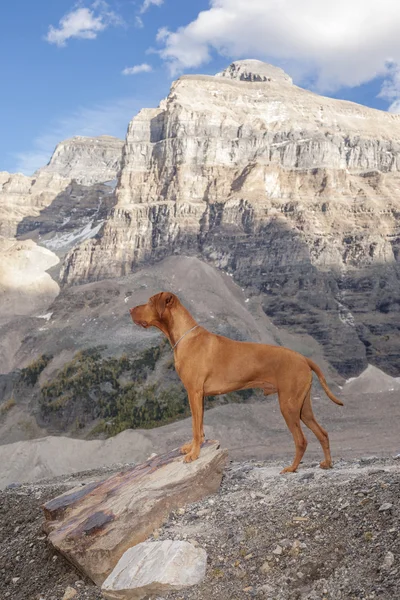 Собака в альпийской зоне — стоковое фото