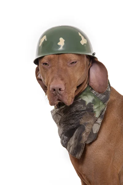 Dog in military outfit — Stock Photo, Image