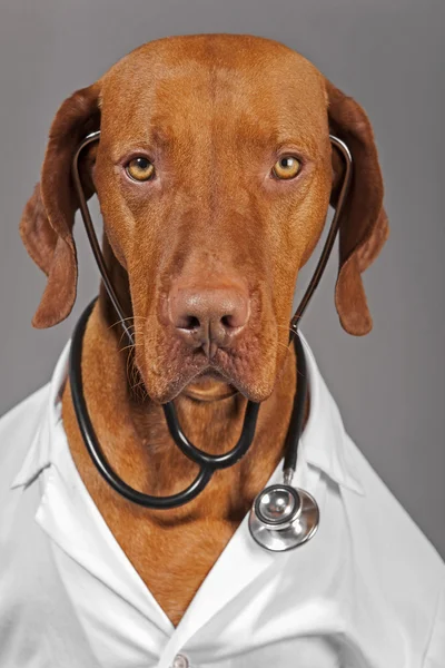 Läkare hund — Stockfoto