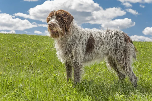 Griffon — Stock Photo, Image