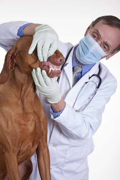 Veterinarian checking dogs teeth — Stock Photo, Image