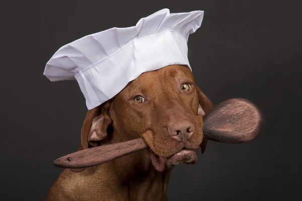 Dog chef Stock Image