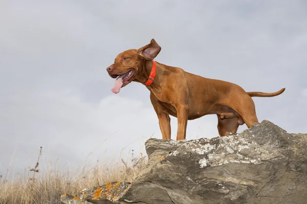 Happy hunting dog in action — Stock Photo, Image