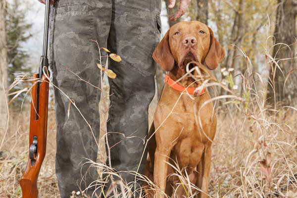 Hunting dog at heel