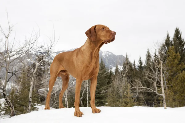 Jagdhund steht auf Schnee — Stockfoto