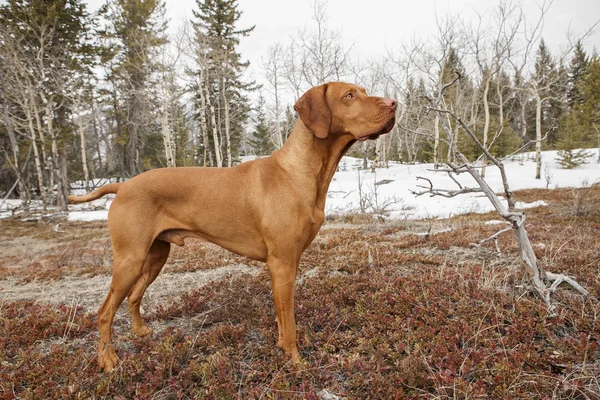 Hundvalp (sittande) hund i naturen — Stockfoto