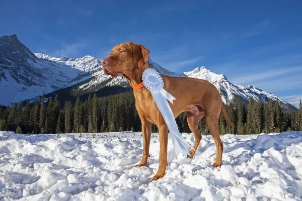 Hond Toon dragen winnaars rozet buitenshuis — Stockfoto