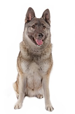 oturma köpek