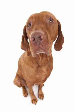 geniş açı köpek portre