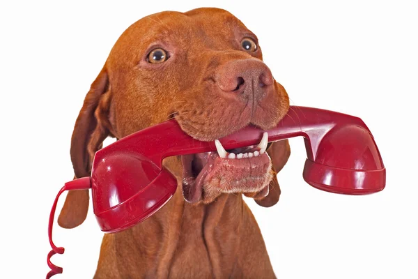 Cão com telefone vermelho — Fotografia de Stock
