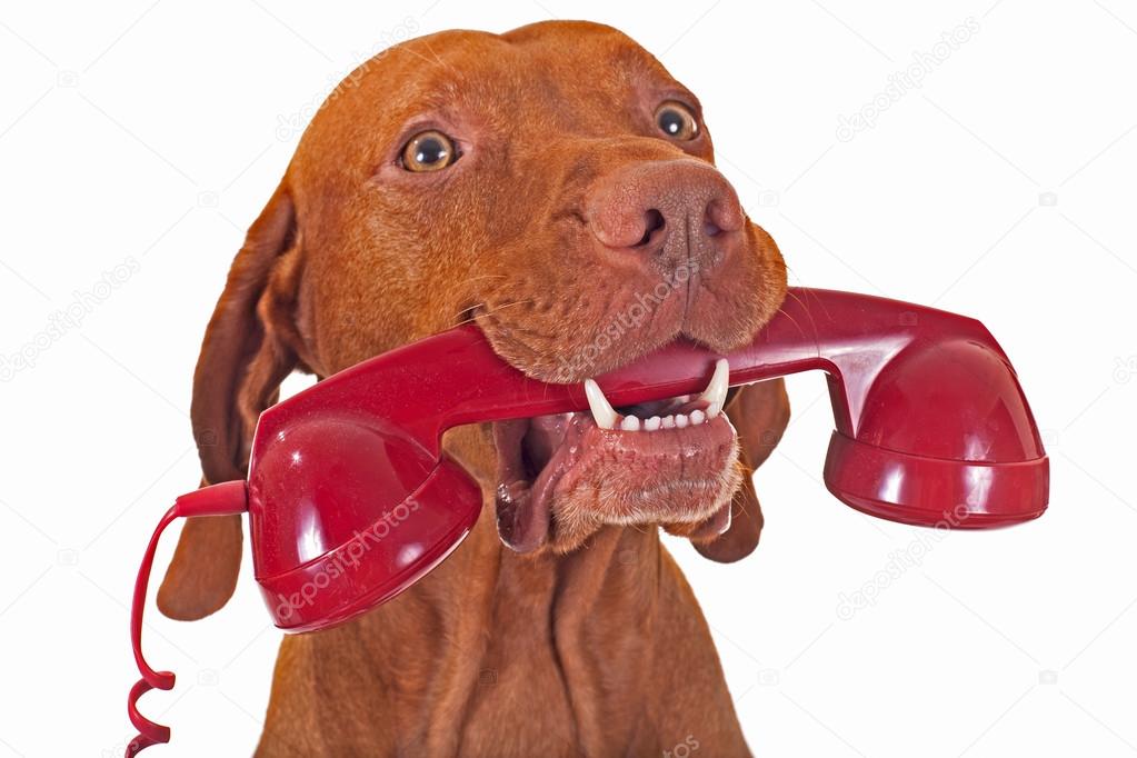 Dog with red phone