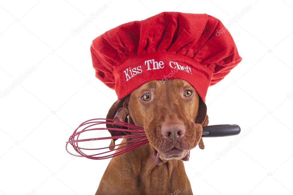 Dog Christmas chef
