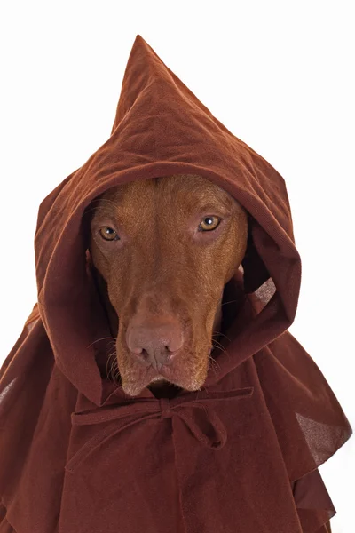 Dog in monk clothes — Zdjęcie stockowe