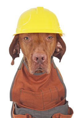 çalışan köpek