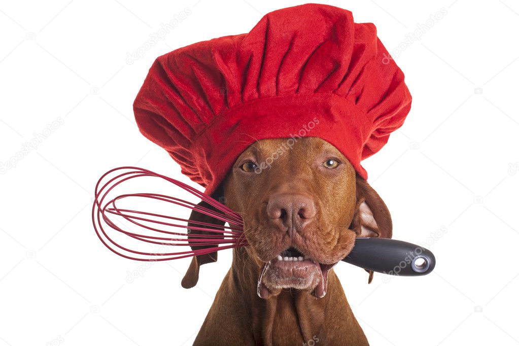 Dog chef with egg beater