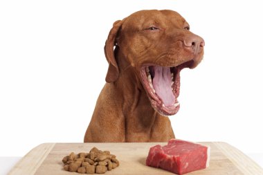 köpek açık geniş ağızlı