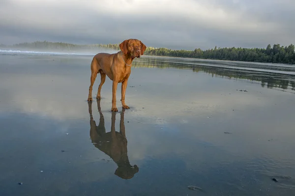 Hund stående på stranden — Stockfoto