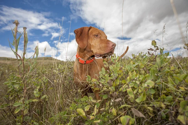 Hunting dog working in field — Stock Photo, Image