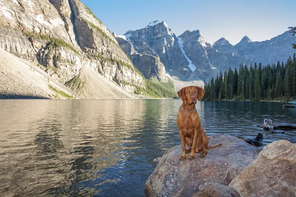 Cão sentado na rocha pelo lago geleira — Fotografia de Stock