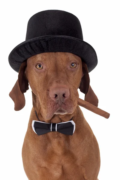 Собака с сигарой — стоковое фото