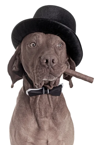 Dog with cigar Stock Image