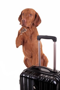 köpek sallayarak güle güle