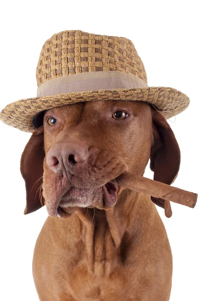 Собака с сигарой во рту — стоковое фото