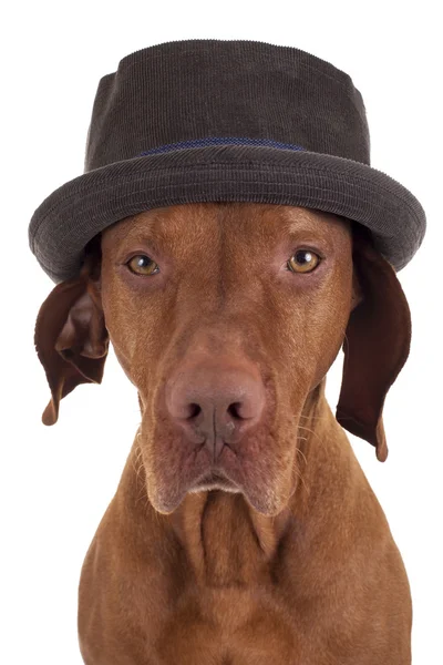 Hunting dog studio portrait with hat — Stock Photo, Image