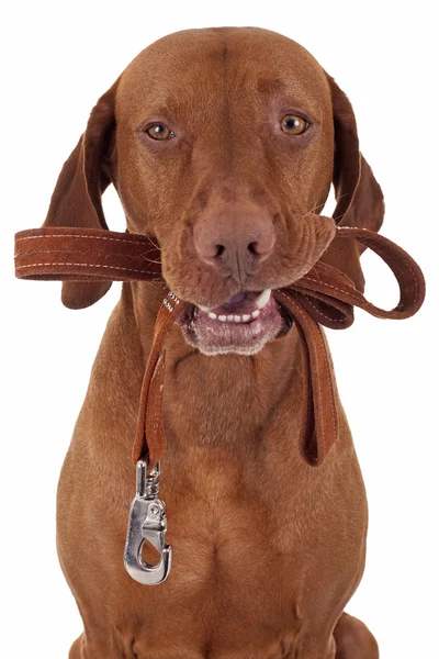 Cão pronto para dar um passeio — Fotografia de Stock