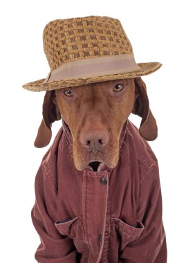 köpek kayıtsızca giyinmiş