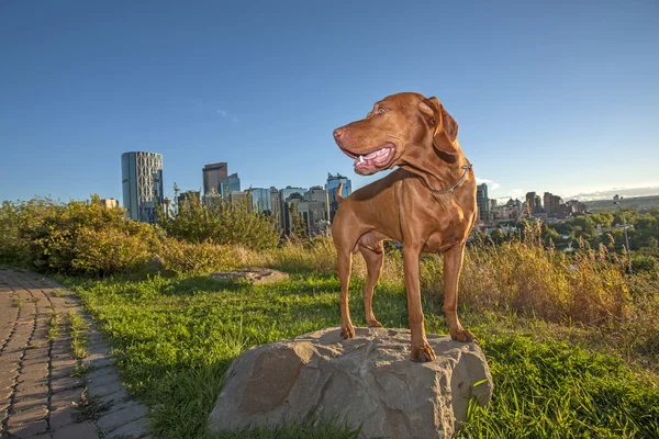 城市的狗 — 图库照片