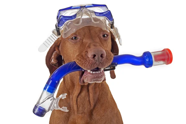 Snorkelende hond — Stockfoto