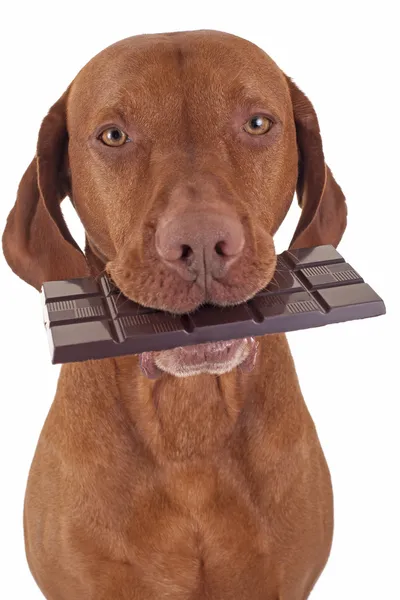 Собака ест шоколад — стоковое фото
